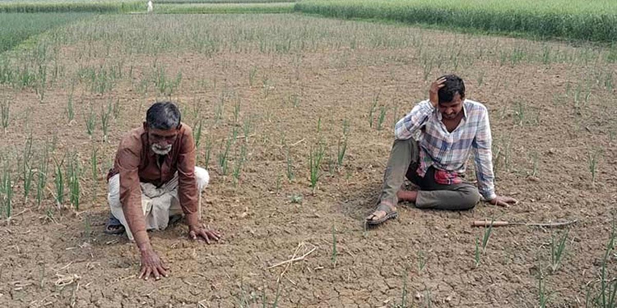 জাজিরায় পেঁয়াজ চাষে ক্ষতির মুখে কৃষক