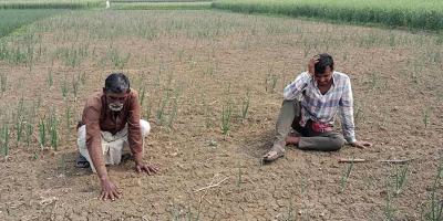 জাজিরায় পেঁয়াজ চাষে ক্ষতির মুখে কৃষক