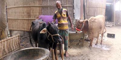 শেরপুরে খামারিরা পান না সরকারি সেবা