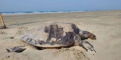 দুই দিনে কক্সবাজার সৈকতে ভেসে এল ৬৮ মৃত কচ্ছপ