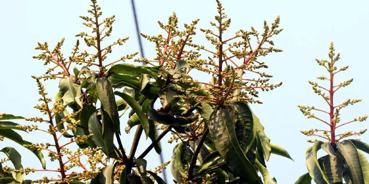 বাতাসে আম্রমুকুলের ঘ্রাণ