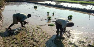 রাঙ্গুনিয়ার গুমাইবিলে বোরো চাষে ব্যস্ত কৃষক