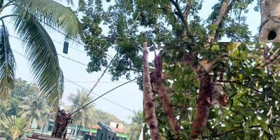 কুকুরের ভয়ে গাছে বিড়াল, উদ্ধার করল ফায়ার সার্ভিস