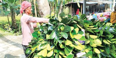 কাঁঠালের পাতা বিক্রি করে চলে সাহেবের সংসার