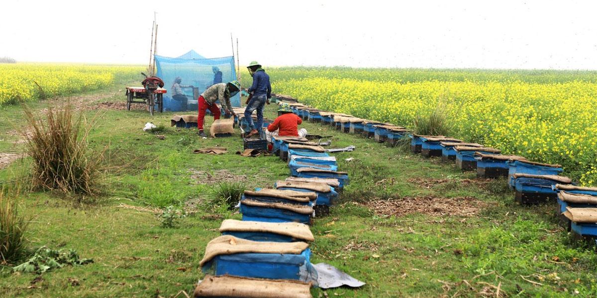 ঈশ্বরদীতে সরিষা চাষের সঙ্গে বাড়ছে মধু উৎপাদন
