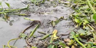 মেঘনায় নিষিদ্ধ ফাঁদের ব্যবহারে ভেসে উঠছে মরা মাছ
