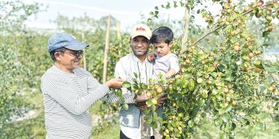 কচুয়ায় কুল চাষে ১৮ লাখ টাকা আয়ের আশা সুজনের