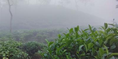 শীতে কাঁপছে চায়ের রাজ্য