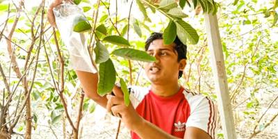 পেয়ারা চাষে সাড়া ফেলছেন মোস্তাক
