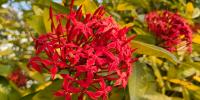 হৃদয় রাঙানো রঙ্গন ফুল