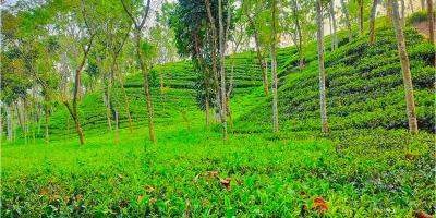 নিলামে মেলে না চায়ের দাম, হতাশ বাগান মালিকরা