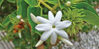 ফুলের নাম জেসমিন