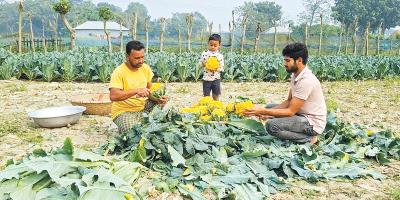 রঙিন ফুলকপি চাষে সফল আসলাম