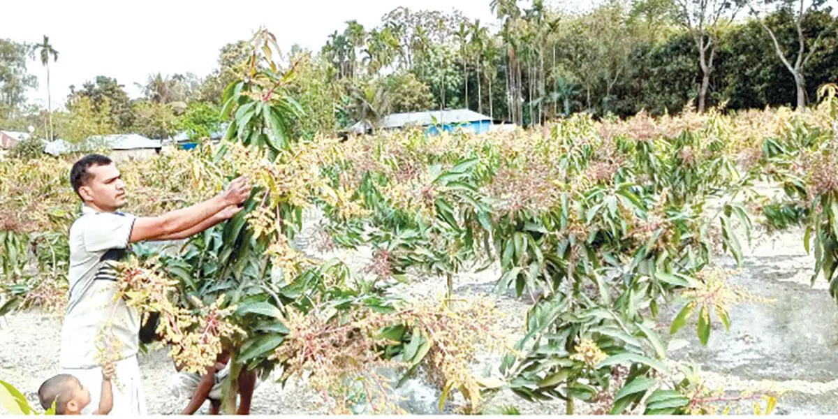 কুয়াশায় বাড়ছে আম চাষির চিন্তা