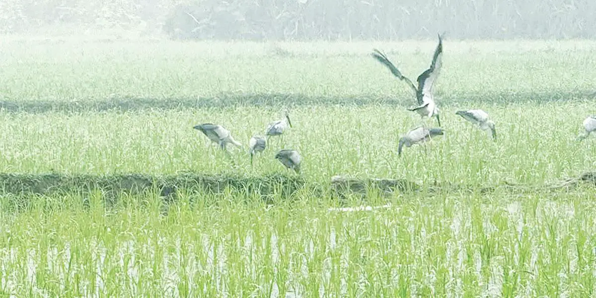 শাবিপ্রবি ক্যাম্পাসে শিকারে বিপন্ন অতিথি পাখি