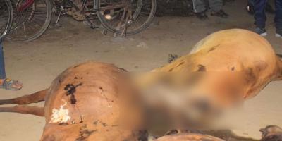 রাজশাহীতে বাঁধাকপি খেয়ে ৭ গরুর মৃত্যু, অসুস্থ আরও ৬০