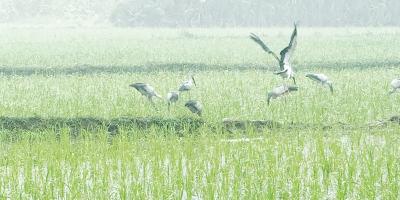 শাবিপ্রবি ক্যাম্পাসে শিকারে বিপন্ন অতিথি পাখি