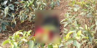 চা বাগান থেকে কিশোরীর মরদেহ উদ্ধার