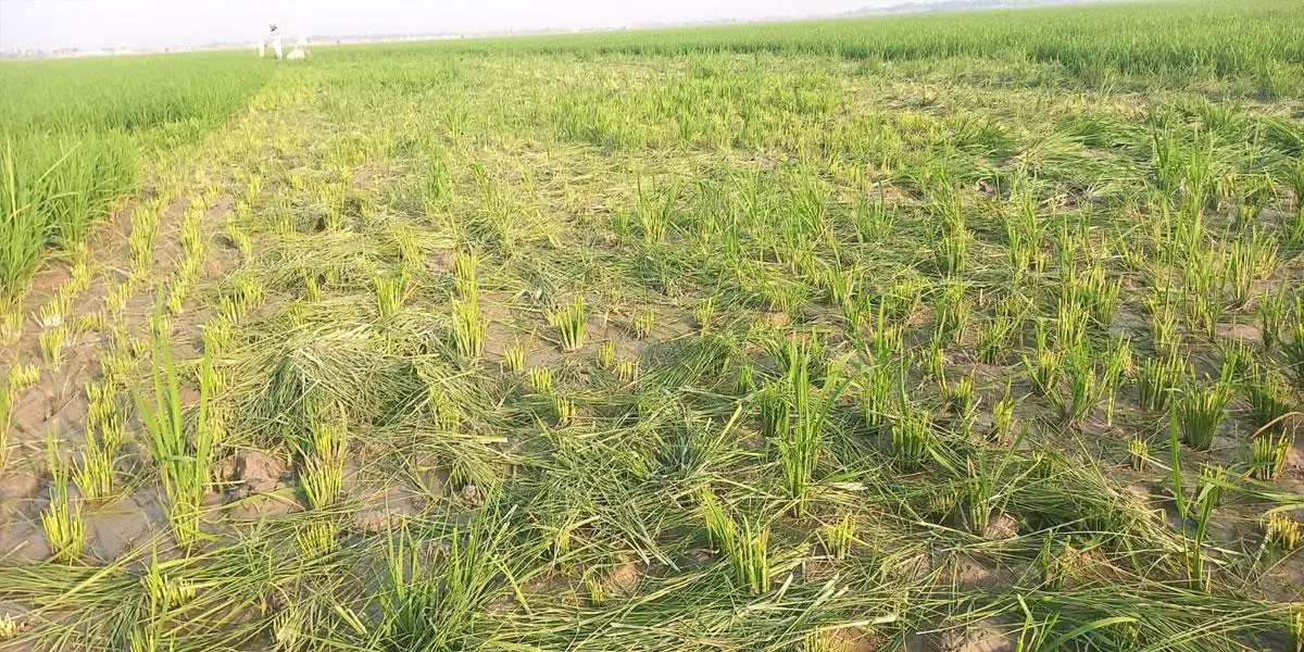শত্রুতা করে এক একর জমির কাঁচা ধানগাছ কেটে দিল প্রভাবশালী