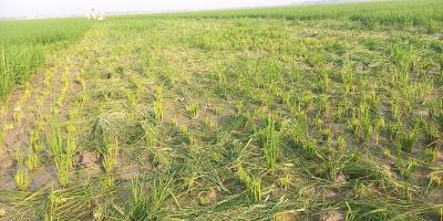 শত্রুতা করে এক একর জমির কাঁচা ধানগাছ কেটে দিল প্রভাবশালী
