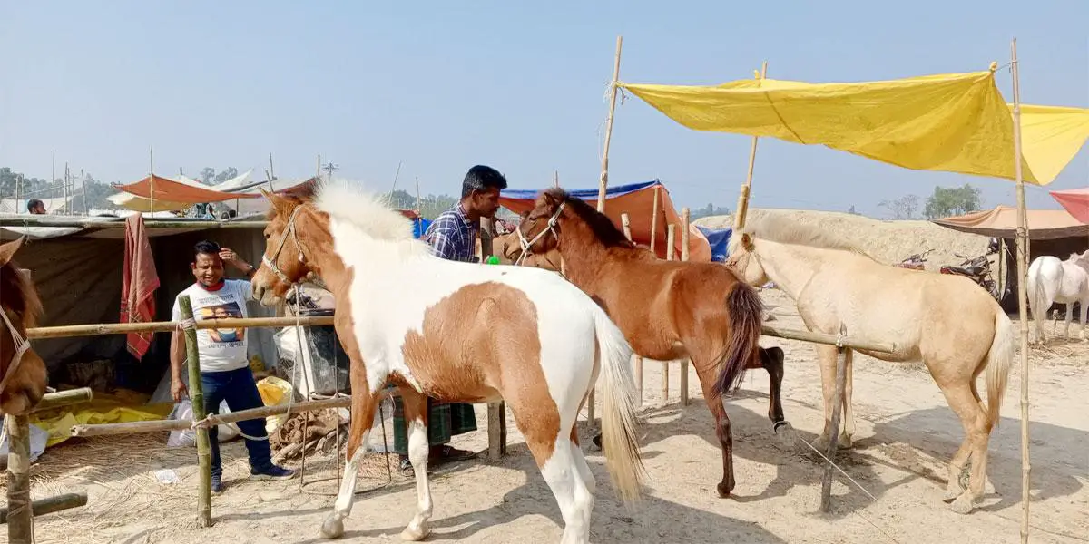 দিনাজপুরের ঐতিহ্যবাহী চেরাডাঙ্গী ঘোড়ার মেলা