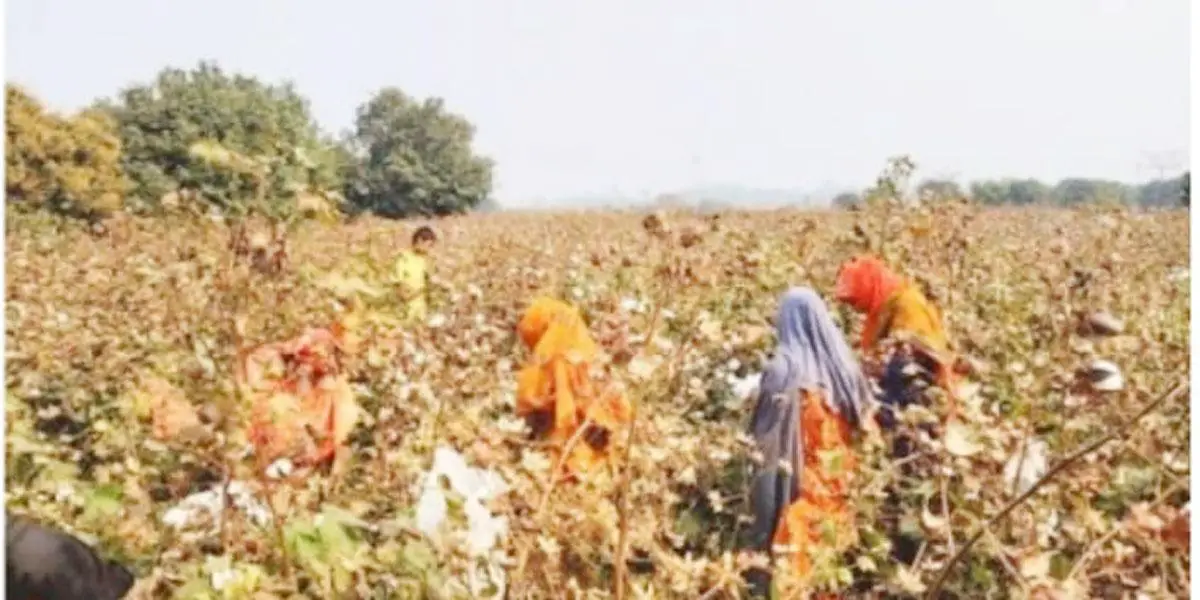 বরেন্দ্র অঞ্চলে জনপ্রিয় হয়ে উঠছে কার্পাস তুলা চাষ