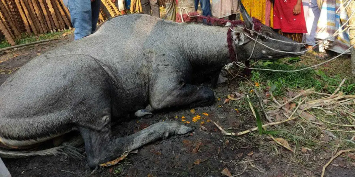 নাটোরে বিলুপ্তপ্রায় নীলগাই আটক