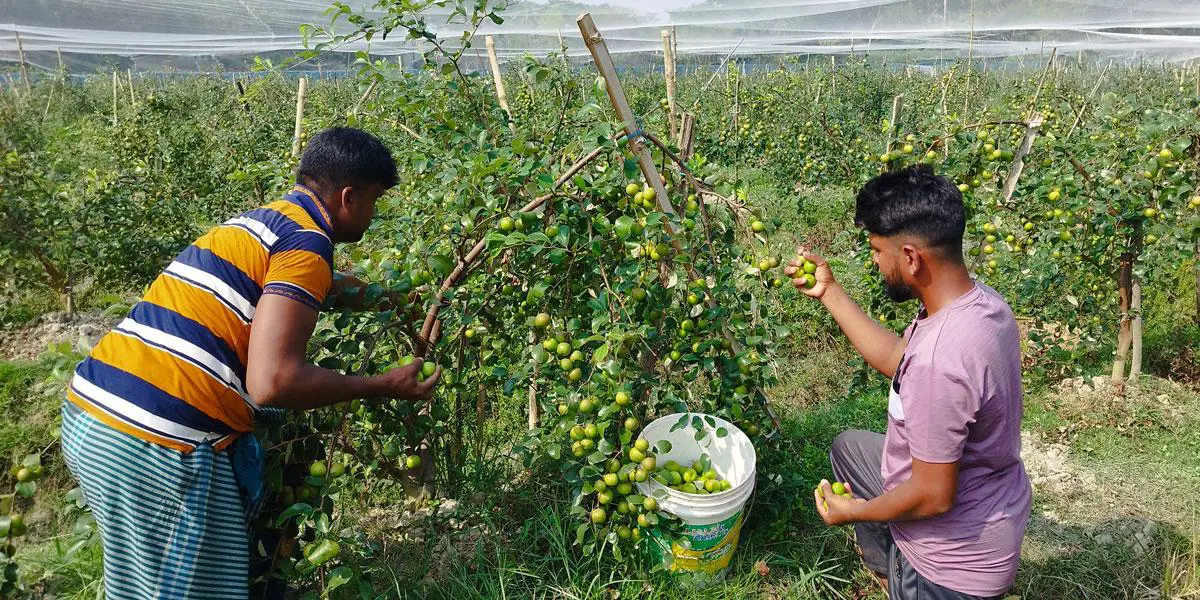 কুল চাষে কৃষকদের সফলতা