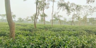 যেমন থাকবে সোমবারের আবহাওয়া