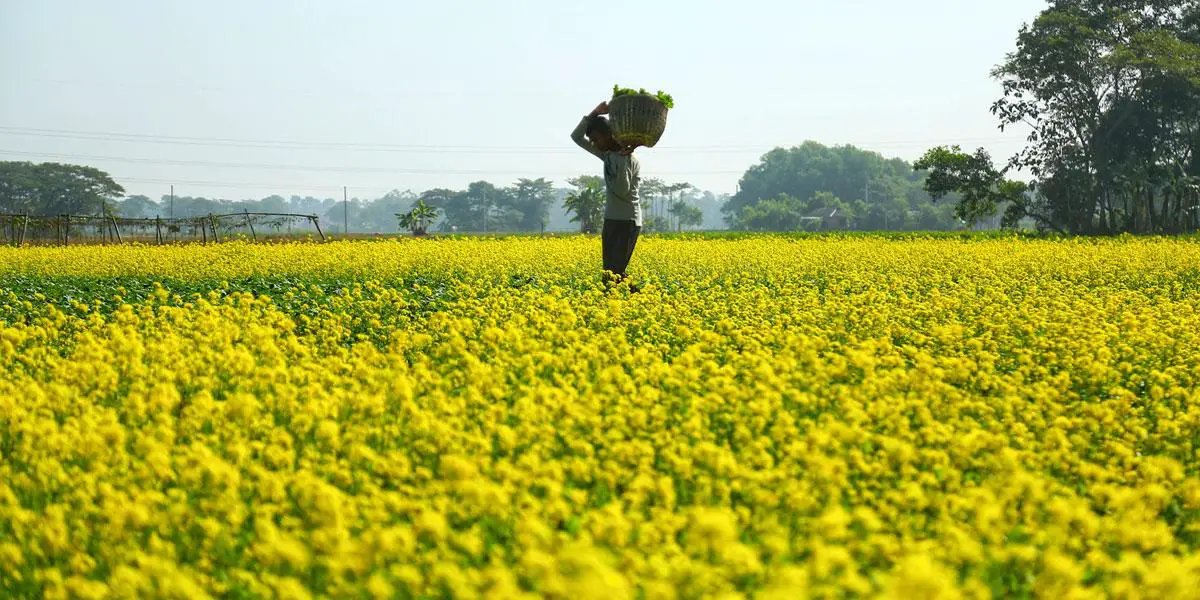 ফরিদপুরে সরিষার ভালো ফলন