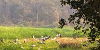 জাহাঙ্গীরনগরে কমেছে অতিথি পাখির আগমন