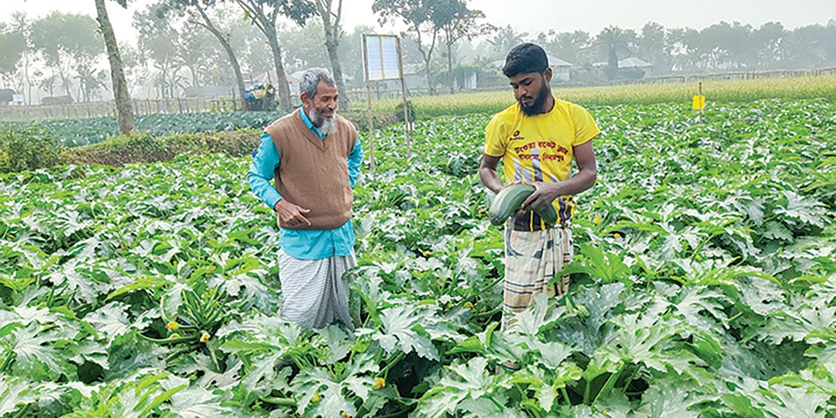 স্কোয়াশ চাষে সফল দিনাজপুরের মকবুল