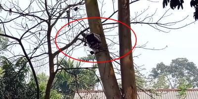 কুড়িগ্রাম সীমান্তে বিএসএফের সিসি ক্যামেরা স্থাপন, বিজিবির আপত্তি