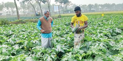 স্কোয়াশ চাষে সফল দিনাজপুরের মকবুল