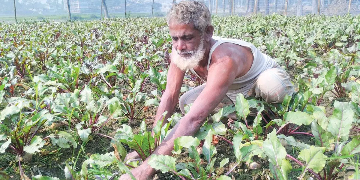 বিটরুট চাষে কৃষকের সাফল্য