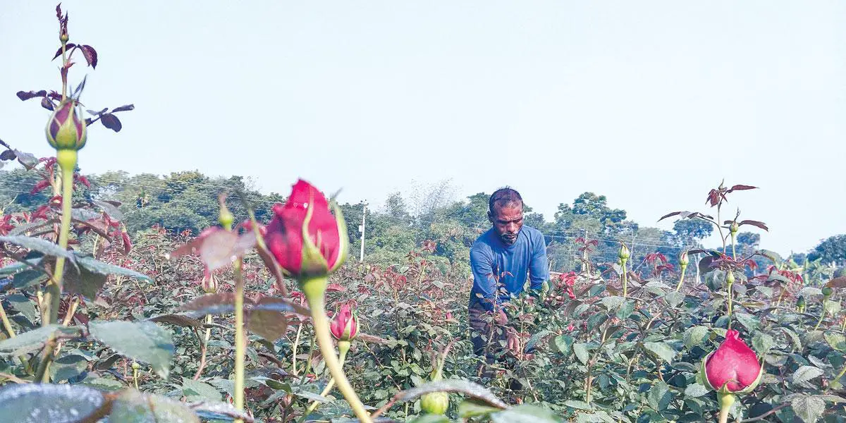 গোলাপে স্বপ্ন বুনছেন চাষিরা