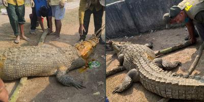 দুই পুরুষ কুমিরের মারামারি