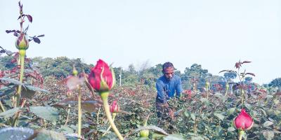 গোলাপে স্বপ্ন বুনছেন চাষিরা