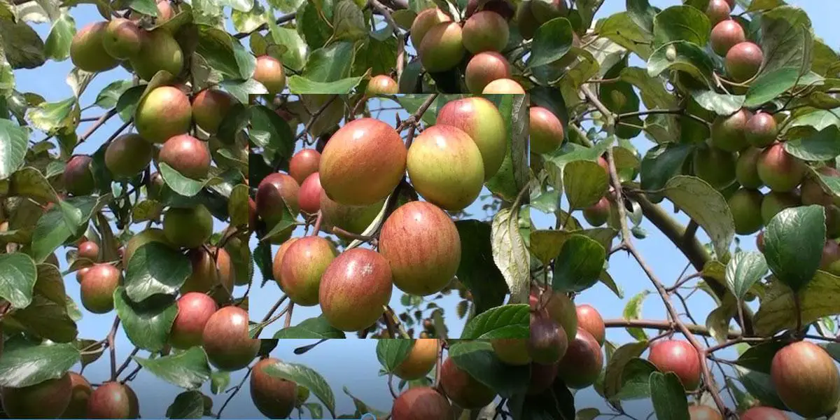 কুল চাষে খরচ কম লাভ বেশি