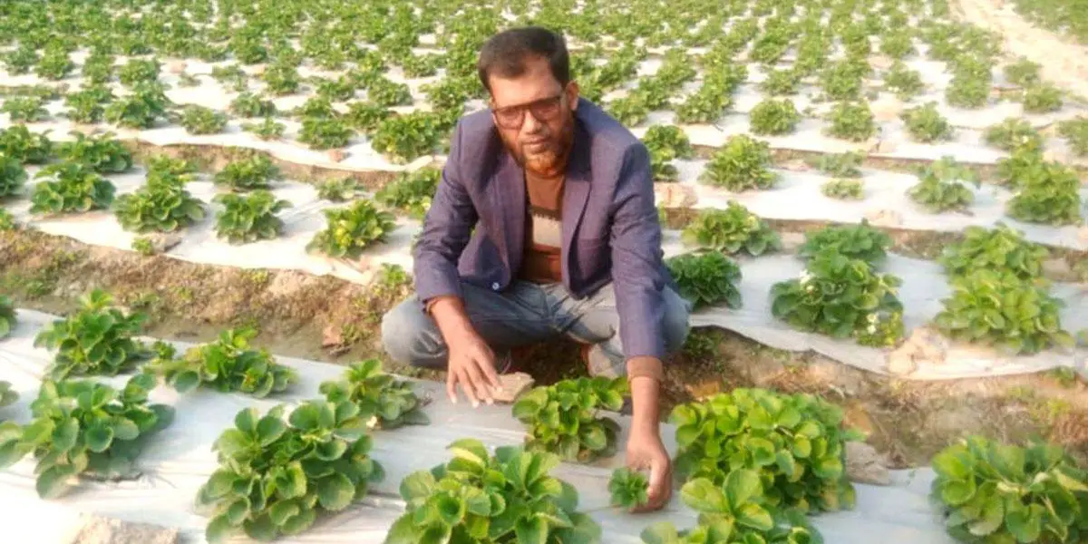 স্ট্রবেরি চাষে নজরুলের সাফল্য