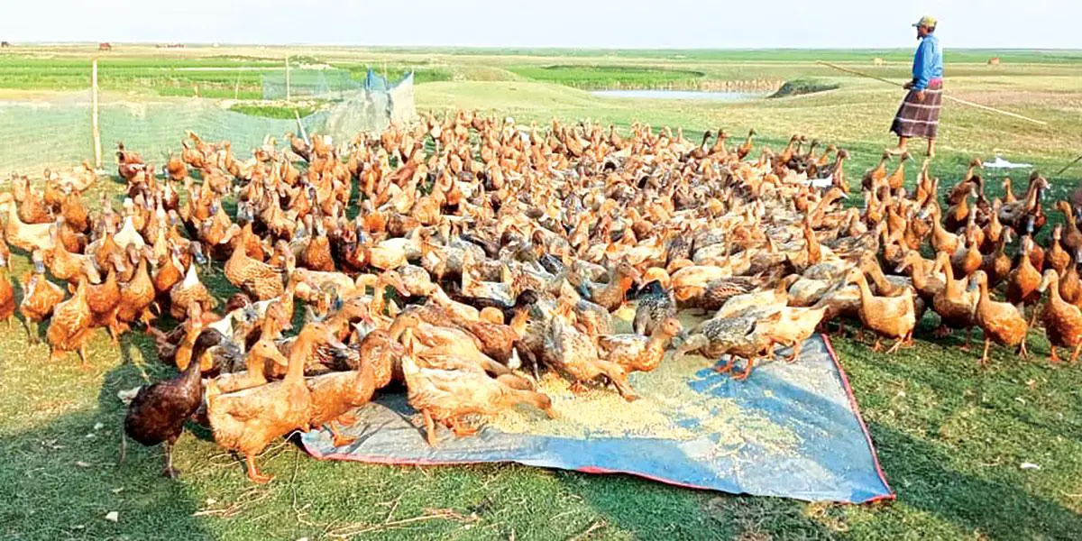 হাঁসের খামারে দিন বদল
