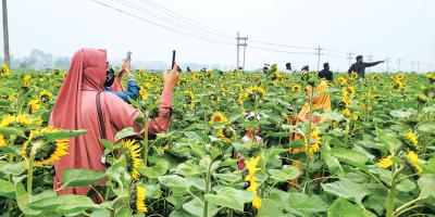 সূর্যমুখী বাগান এখন পর্যটনকেন্দ্র!