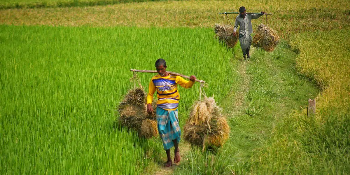 কৃষিতে নামমাত্র প্রবৃদ্ধি, ঋণ বিতরণও কমেছে