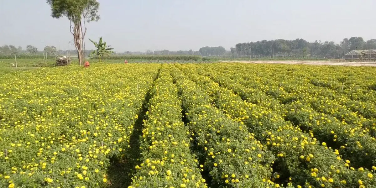 ঝিনাইদহে ফুলচাষিদের ব্যাপক প্রস্তুতি