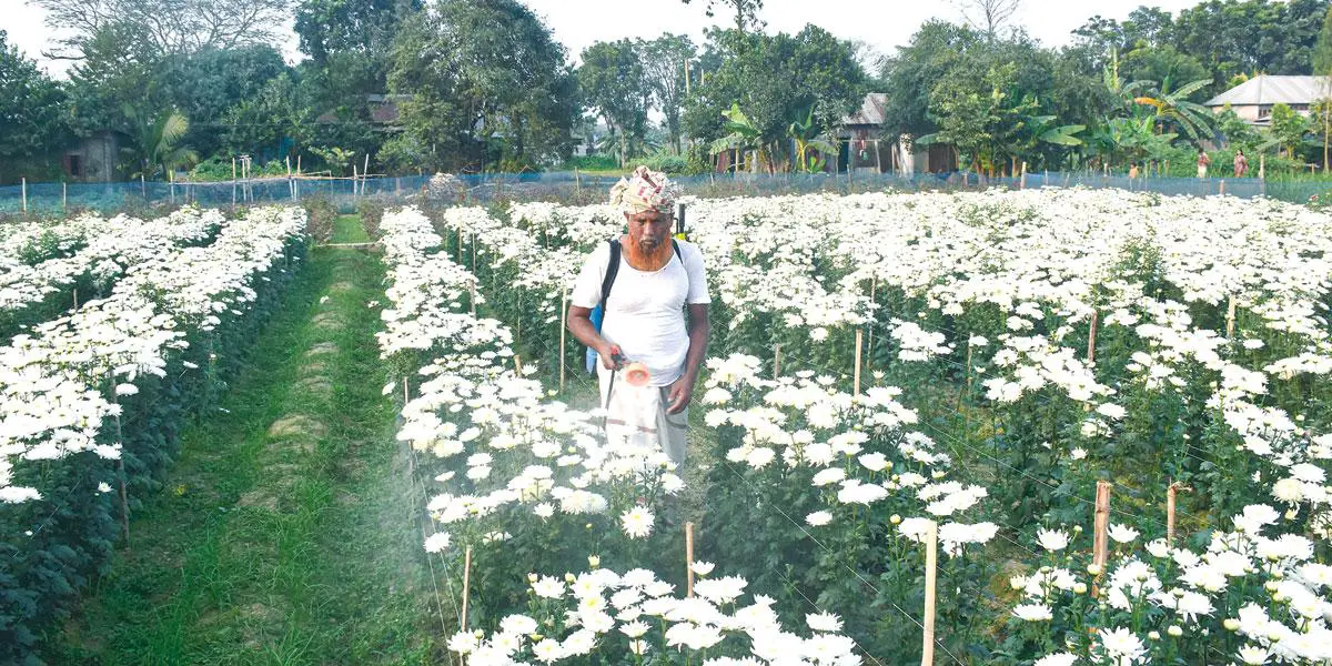 সিংগাইরে আড়াই কোটি টাকার ফুল বিক্রির আশা