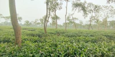 আবহাওয়ার পূর্বাভাস: কমতে পারে তাপমাত্রা