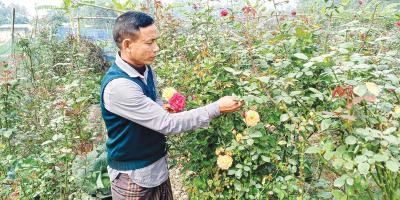 গোলাপ চাষে লাভবান চাষিরা