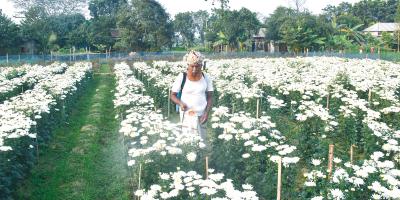 সিংগাইরে আড়াই কোটি টাকার ফুল বিক্রির আশা