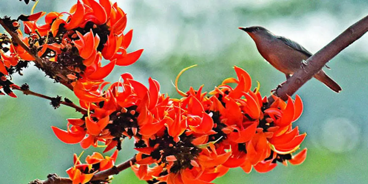 আগুন ছড়িয়ে এল ফাগুন