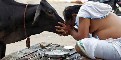 গরুকে রাষ্ট্রমাতা ঘোষণার দাবিতে আলটিমেটাম
